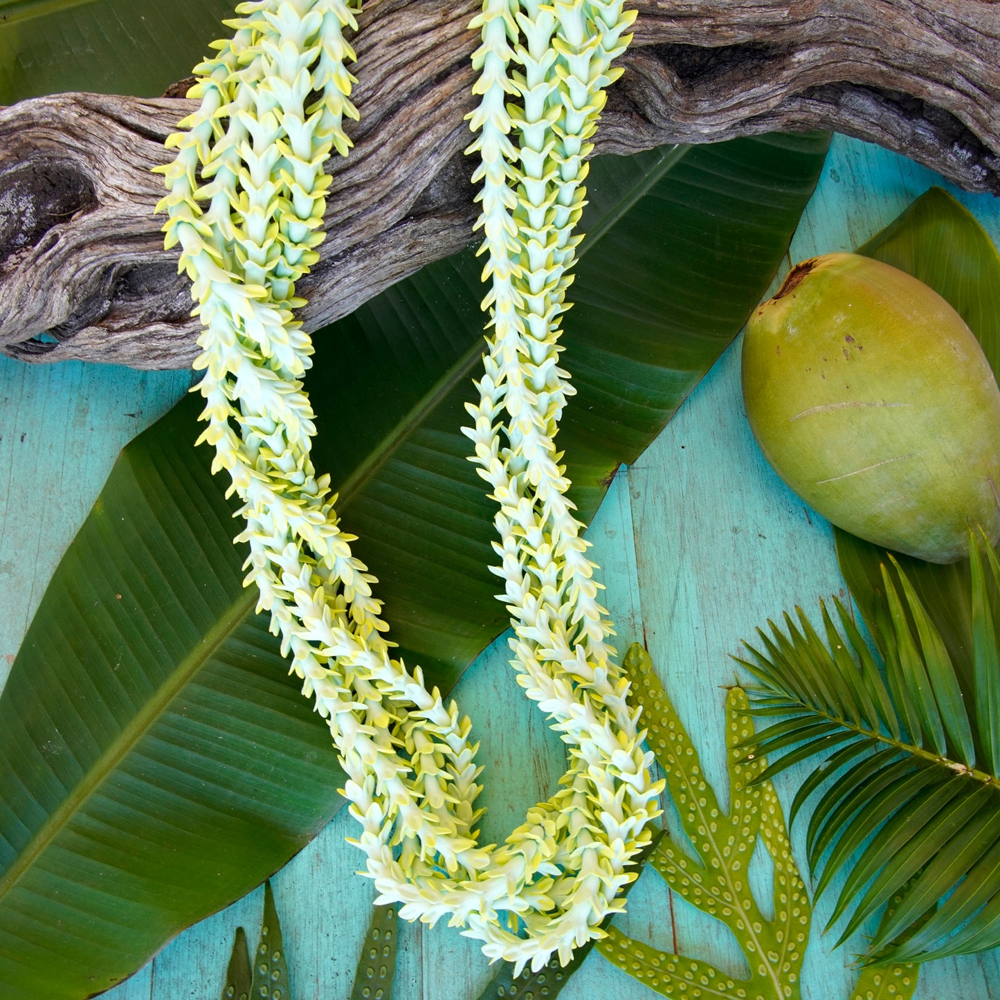 レイ パカラナ 5連