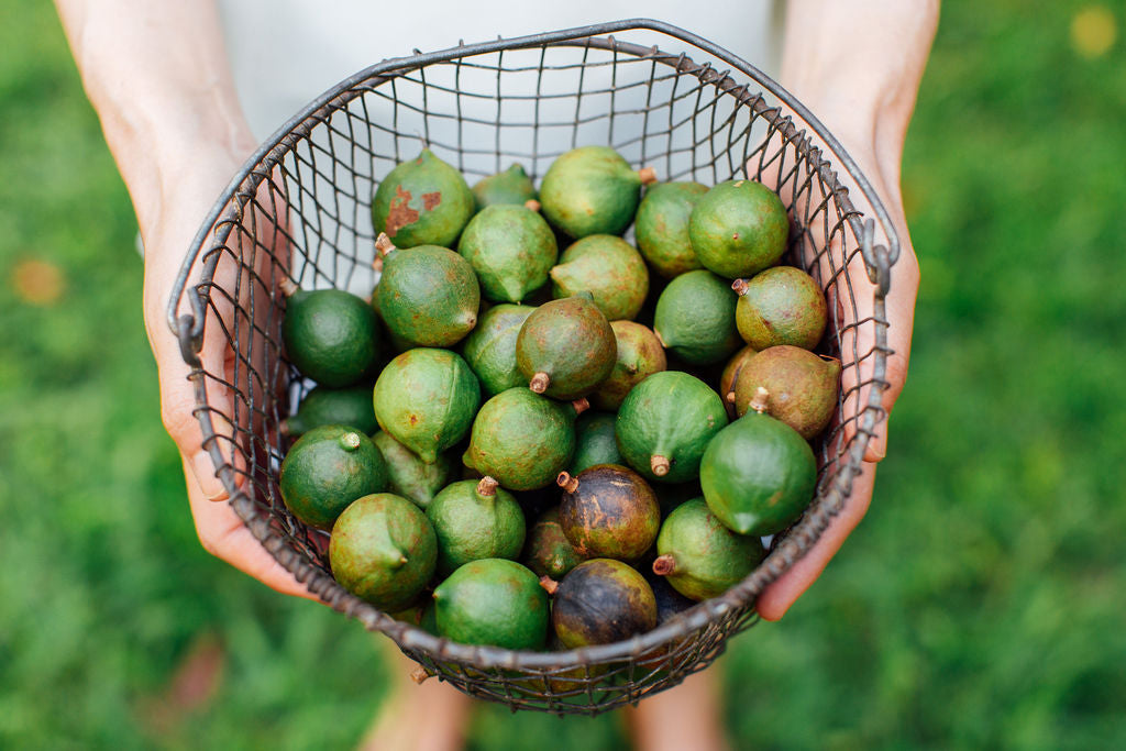 アイランドハーベストのオーガニックマカダミアナッツは、ハワイ島のコハラ山の斜面で栽培されています。世界でも数少ない完全有機マカダミア農場の1つで水の抽出や灌漑を使用せずに栽培されています。100%オーガニック! 「オーガニックマカダミア シーソルト入り」 価格:税込み2450円 内容量:227g 原材料:マカダミアナッツ、食塩 (牛乳、小麦、ピーナッツ、その他木の実が含まれている可能性があります) 商品説明: 完璧にローストされ、軽く塩味のついた有機マカダミアナッツは、カリカリで健康的なスナックです。低温焙煎することで、栄養価を最大限に引き出しています。
