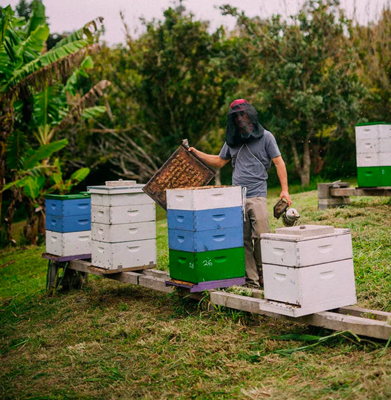 ハワイ島にある小規模な養蜂事業です。ハワイと世界中のミツバチの窮状に触発され、有機的な方法でミツバチの世話をしています。島中の様々な花木から集められた蜜を収穫し、収穫量の少ない地元産の生ハチミツを提供しています。  商品  「クリスマス ベリー ブロッサム ハニー」  価格：税込み2000円  内容量：140ｇ  原材料：生はちみつ（非加熱）  （1歳未満の乳児には与えないでください。微量の花粉が含まれています。結晶し白く固まることがありますが、品質には問題ありません。）  商品説明：  くせがなくバランスの取れた風味には、スパイシーさのヒントを含んでいます。  加熱処理のされていない生はちみつですので、良質な酵素・ビタミン・ミネラルを摂ることができます。